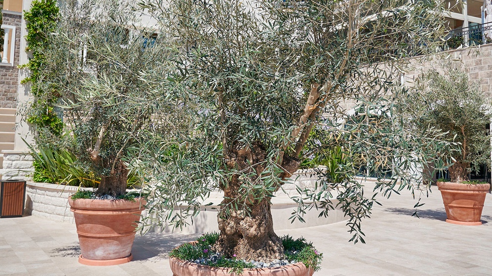 Olivenbaum überwintern: Wie überwintert man einen Olivenbaum im Topf?, Bayern 1, Radio