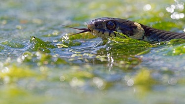 Ringelnatter in einem See | Bild: mauritius images