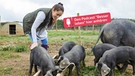 Schweinehaltung Freiland | Bild: mauritius images