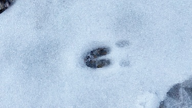 Der Fußabdruck eines Rehs im Schnee | Bild: BR