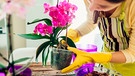 Eine Frau arbeitet mit ihrer Orchidee an einem Pflanztisch | Bild: mauritius images / Mariia Boiko / Alamy / Alamy Stock Photos