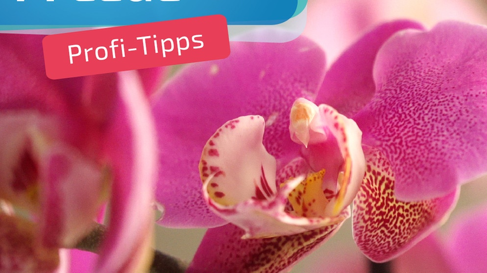Tricks für schöne Orchideen | Bild: BR