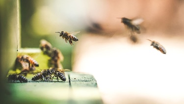 Honigbienen fliegen zu ihrem Bienenstock | Bild: Eric Ward/Unsplash