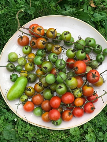 Grüne Tomaten auf einem Teller, dazwischen auch ein paar rote | Bild: BR