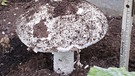 Ein großer Pilz im Gewächshaus, einfach so gewachsen. | Bild: privat