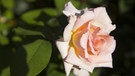 rosa blühende Rose | Bild: BR/Beatrix Rottmann