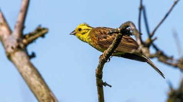 Vogel Goldammer auf Ast | Bild: mauritius-images