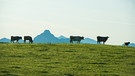 Kühe stehen auf einer Weide vor Bergkulisse | Bild: BR/Bogdan Kramliczek