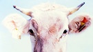 Nahes Porträt von einer Kuh | Bild: BR/Bogdan Kramliczek