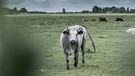 Handybild von einer Kuh auf einer Weide | Bild: BR, Bogdan Kramliczek