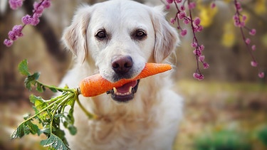 Ein Hund hält eine Karotte im Maul.  | Bild: mauritius-images
