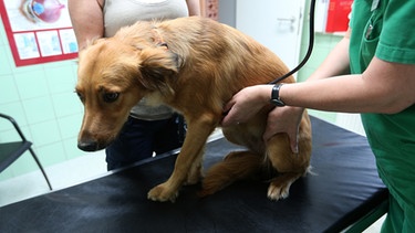 Ein Hund sitzt auf dem Behandlungstisch einer Tierarztpraxis. | Bild: picture-alliance/dpa