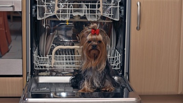 Ein Yorkshire-Terrier sitzt vor einer geöffneten Spülmaschine | Bild: picture-alliance/dpa