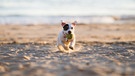 Ein Jack Russell Terrier rennt mit Tennisball im Maul am Strand entlang. | Bild: mauritius-images