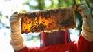 Imker in Schutzkleidung mit Bienenwabe  | Bild: mauritius-images