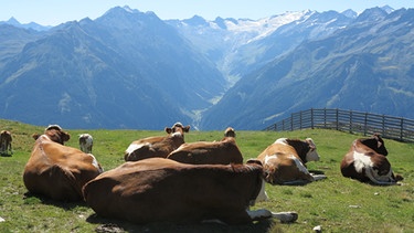 Kühe rasten auf der Alm | Bild: picture-alliance/dpa