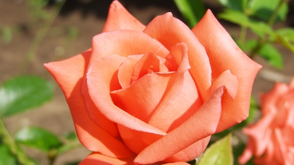Rose, aprikotfarben | Bild: colourbox.com