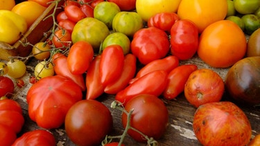 verschiedene Tomaten | Bild: Karin Greiner