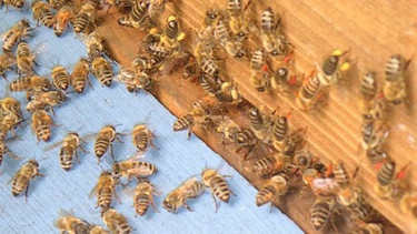 Bienen von Imker Walter Haefeker | Bild: Walter Haefeker