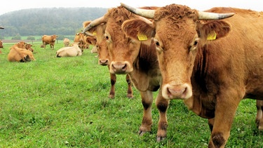 Kuh auf der Weide | Bild: picture-alliance/dpa