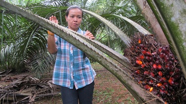 Anbau von Palmöl | Bild: picture-alliance/dpa