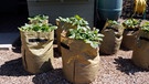 Kartoffelpflanzen wachsen aus Pflanzsäcken.  | Bild: mauritius-images