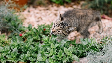 Katze knabbert an Pflanze | Bild: mauritius images / Nadja Jacke