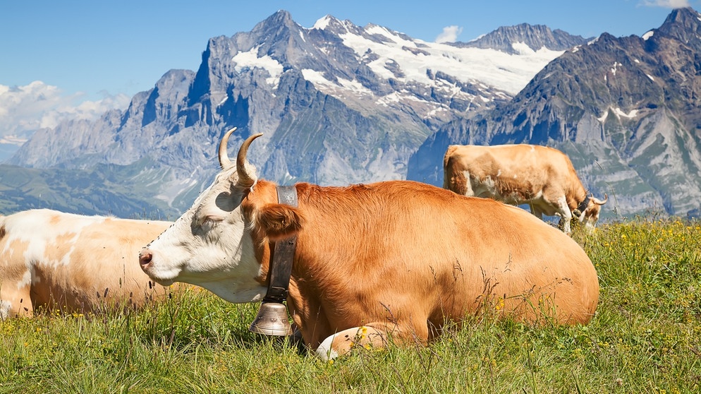 Bergwandern Und Kuhe So Wandern Sie Sicher Mit Der Kuh Auf Du Und Du Bayern 1 Radio Br De