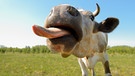 Kuh auf der Weide | Bild: colourbox.com