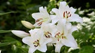 Weiße Lilien in freier Natur. | Bild: mauritius-images