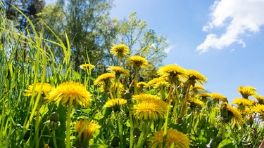 Gelbe Blüten am Wegrand | Bild: mauritius-images