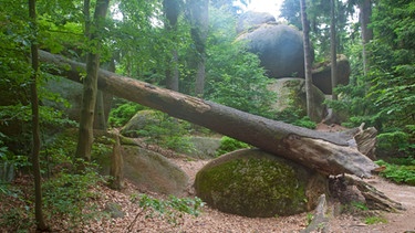 Umgestürzter Baum im Felsenlabyrinth Luisenburg bei Wunsiedel | Bild: mauritius images