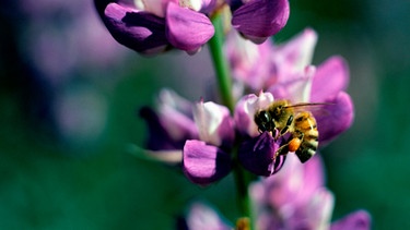 Biene fliegt zu Lupine | Bild: mauritius images / Howard Stapleton / Alamy / Alamy Stock Photos