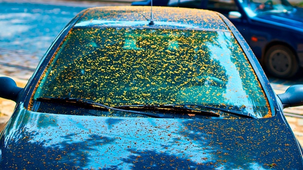 Motorhaube und Frontscheibe eines Autos sind von gelbem Blütenstaub bedeckt | Bild: mauritius-images