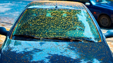 Motorhaube und Frontscheibe eines Autos sind von gelbem Blütenstaub bedeckt | Bild: mauritius-images