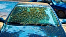 Motorhaube und Frontscheibe eines Autos sind von gelbem Blütenstaub bedeckt | Bild: mauritius images / Oleksandr Berezko / Alamy / Alamy Stock Photos