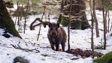 Ein Wildschwein (Sus scrofa) sucht im Schnee nach Nahrung. | Bild: BR/Sylvia Bentele
