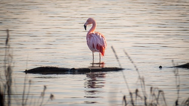 Flamingo gesichtet, zuerst im Thalfinger See und nun in der Donau. | Bild: PI Neu-Ulm