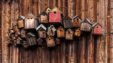 Nistkästen aus Holz hängen zahlreich an einer Holzwand | Bild: mauritius-images