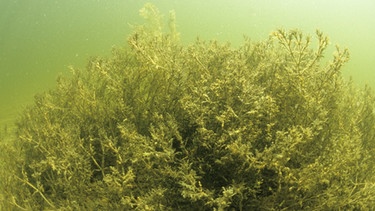 Nixenkraut wächst in vielen bayerischen Seen. | Bild: picture-alliance/dpa