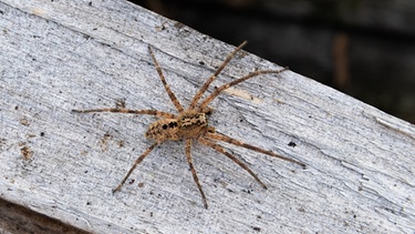 Foto zeigt eine Nosferatu-Spinne auf einem Holzblock.  | Bild: dpa-Bildfunk/Robert Pfeifle
