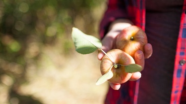 Frisch gepflückte Äpfel in einer Hand | Bild: mauritius-images