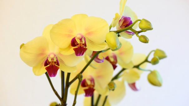 Orchidee in gelb | Bild: mauritius images / David & Micha Sheldon