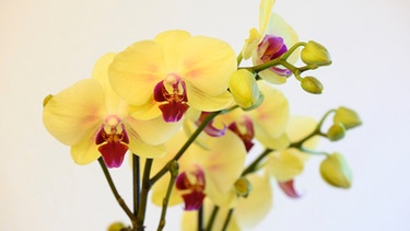 Orchidee in gelb | Bild: mauritius-images