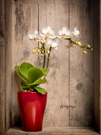 Eine Orchidee in einem roten Übertopf steht vor einer Holzwand. | Bild: mauritius-images