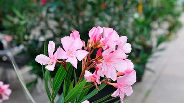 Rose Blüten eines Oleanders | Bild: mauritius images / Carmen Hauser / Alamy / Alamy Stock Photos