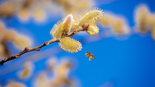 Blühende Palmkätzchen mit Biene | Bild: mauritius-images