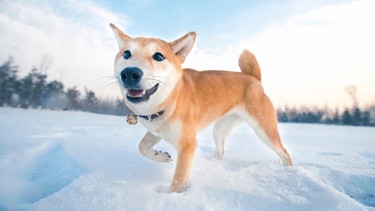 Hund spielt im Schnee | Bild: mauritius images