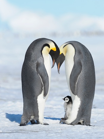 Zwei Pinguine mit Baby | Bild: mauritius images / Raimund Linke