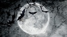 Fledermäuse fliegen in der Nacht mit einem Vollmond im Hintergrund | Bild: colourbox.com